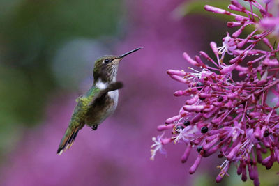 Close-up of bird flying against purple flowers