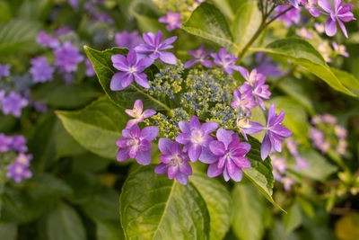 Close-up of purple flowering plant