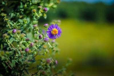 Close-up of purple flowers blooming outdoors