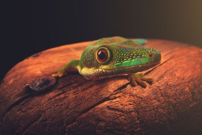 Close-up of lizard on black background