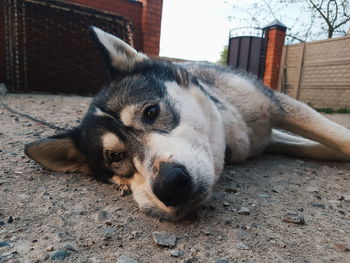 Close-up portrait of a dog