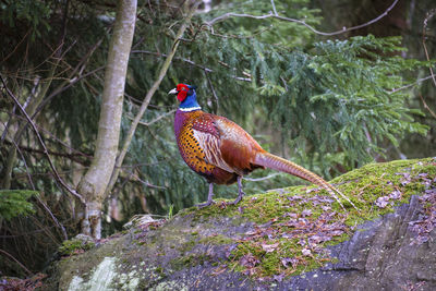 Bird perching on a rock