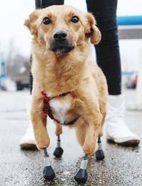 Monica amputee dog with mechanical limbs close-up