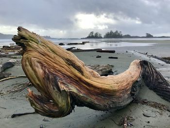 Panoramic view of driftwood on beach against sky