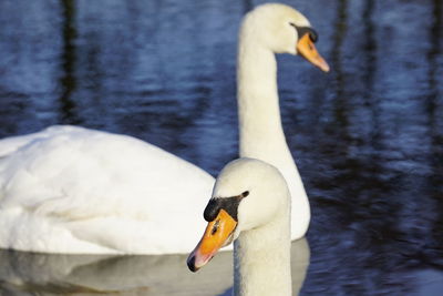 Swan swimming in lake