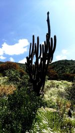 Cactus plant against sky