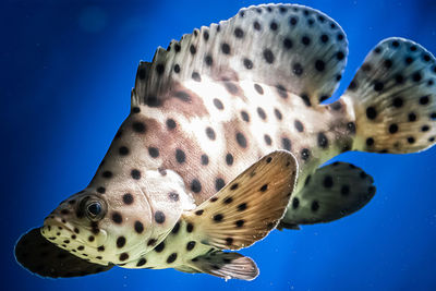 Close-up of fish swimming in sea