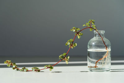 Sprout of the pilea libanensis. climbing plant