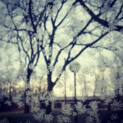 Close-up of bare tree against sky