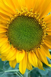 Close-up of sunflower blooming outdoors