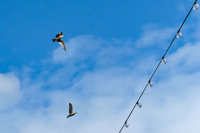 Low angle view of seagull flying against sky