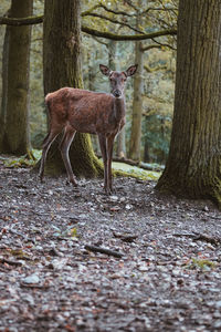 Deer in forest