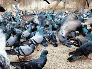 High angle view of pigeons perching in city