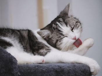 Close-up of cat relaxing on floor