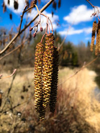 Close-up of birch seed pods  hanging on tree