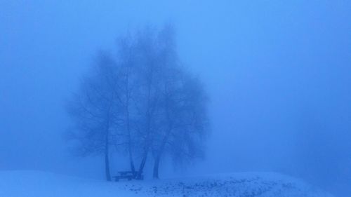 Bare trees on snow covered landscape