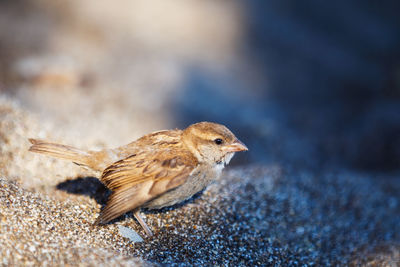 Close-up of a bird