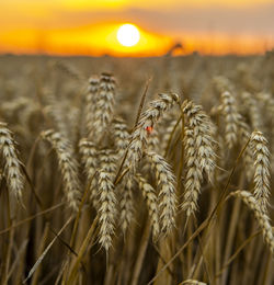 Close-up of wheat growing on field during sunset