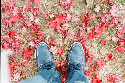 Low section of man standing on pink petals