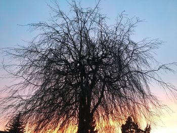 Low angle view of silhouette bare tree against clear sky