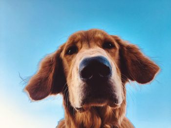 Close-up portrait of a dog