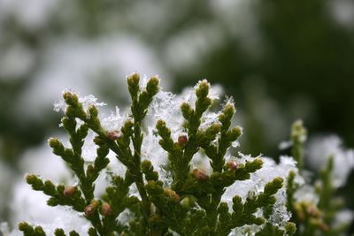 Close-up of snow on plant during winter