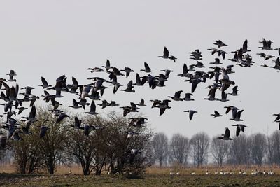 Birds flying over sea