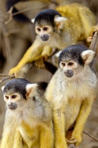 Group of golden squirrel monkey saimiri sciureus pampas del yacuma, bolivia.