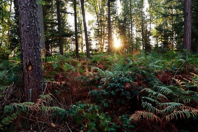 Pine trees in forest