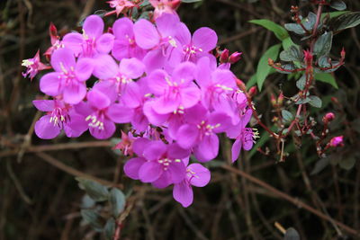 Close-up of pink flowers