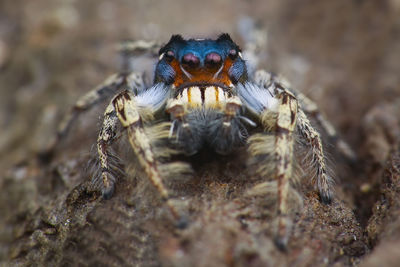 Close-up of spider