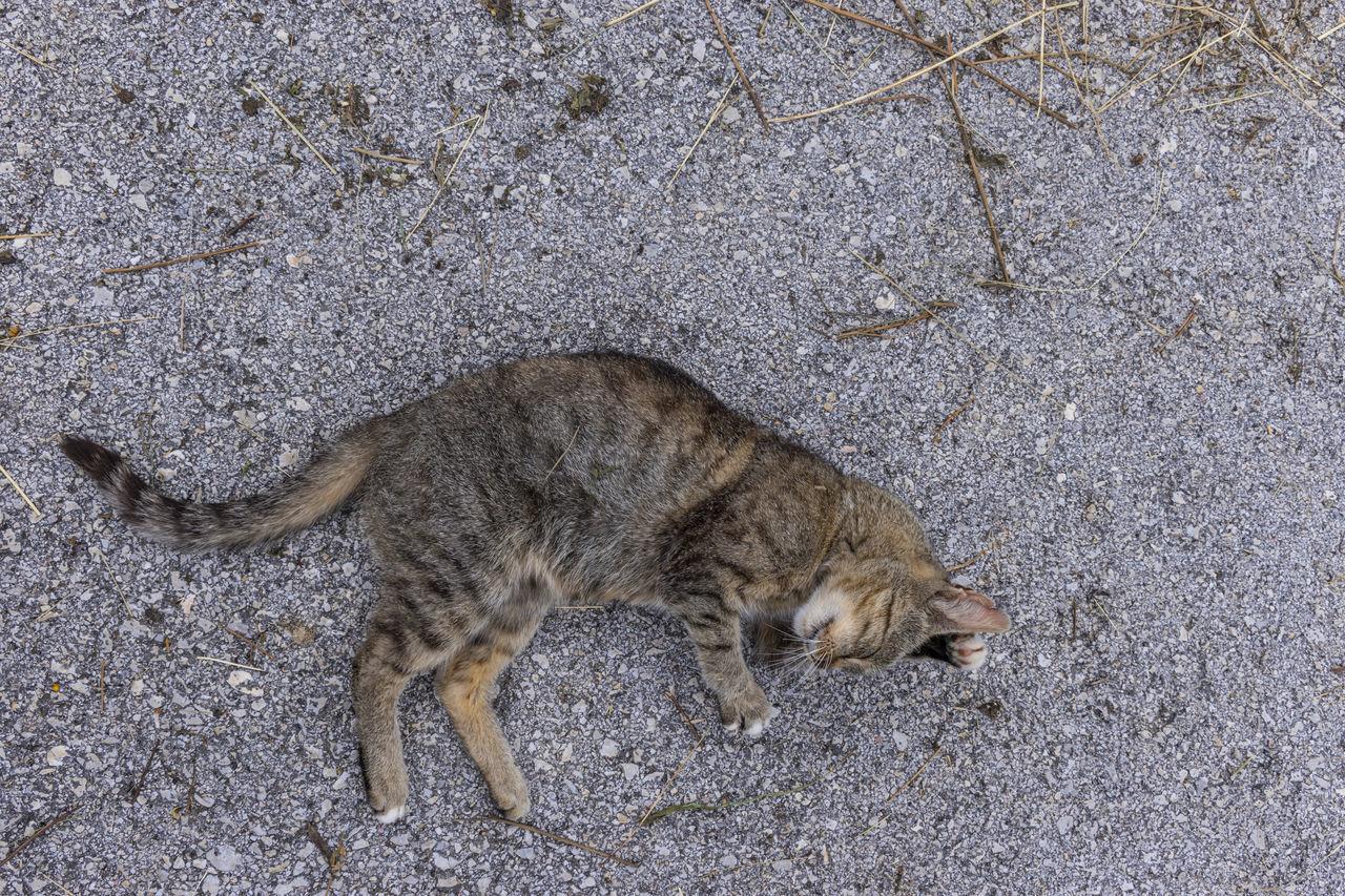 HIGH ANGLE VIEW OF A CAT LYING ON LAND