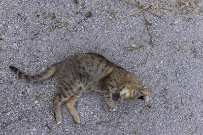 High angle view of a cat on land