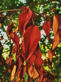 Close-up of fresh red flowers on tree