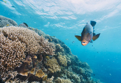 Fish swimming in sea