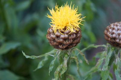 Close-up of yellow flowering plant