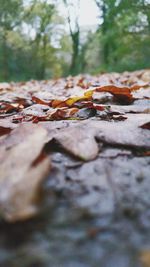 Close-up of leaves on tree trunk