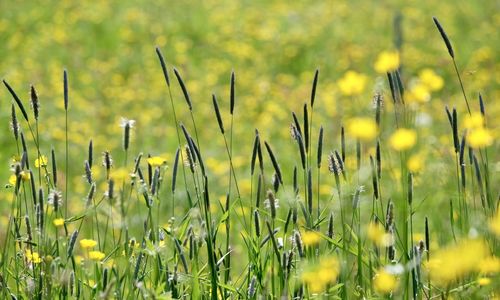 Close-up of yellow flowering plants on field