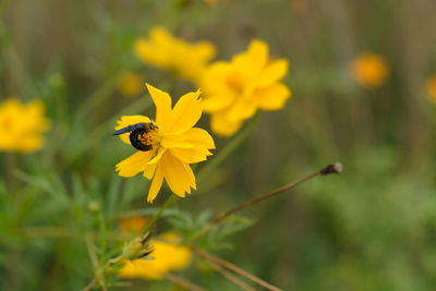 Close-up of bee pollinating on yellow flower