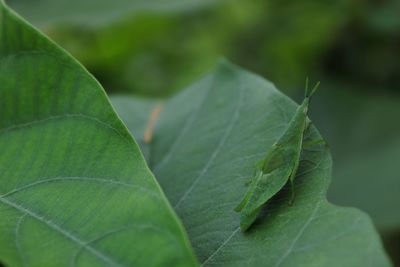 Close-up of insect on green leaf