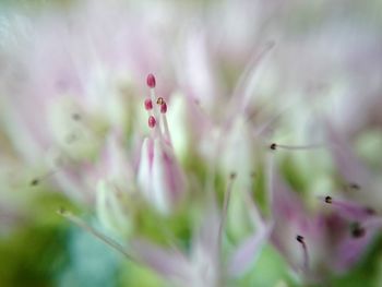 Macro shot of pink flower