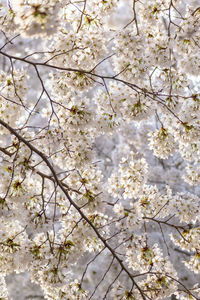 Low angle view of cherry blossom