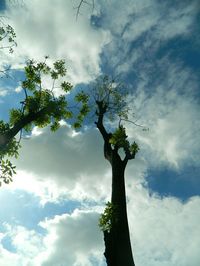 Low angle view of trees against cloudy sky