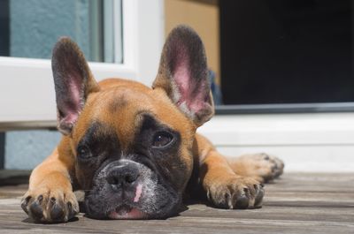 Close-up portrait of dog lying on floor at home