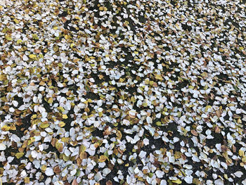 Full frame shot of pebbles