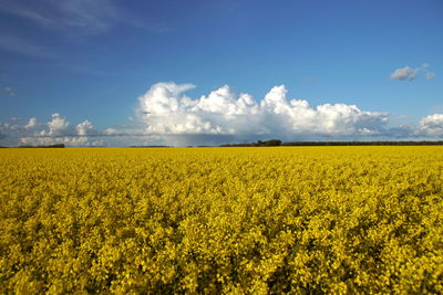 Scenic view of oilseed rape field against sky
