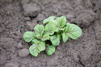 High angle view of green leaf on plant