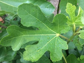 Close-up of fresh green leaves