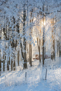 Frozen trees in forest during winter