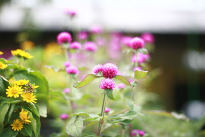 Close-up of pink flowers blooming outdoors